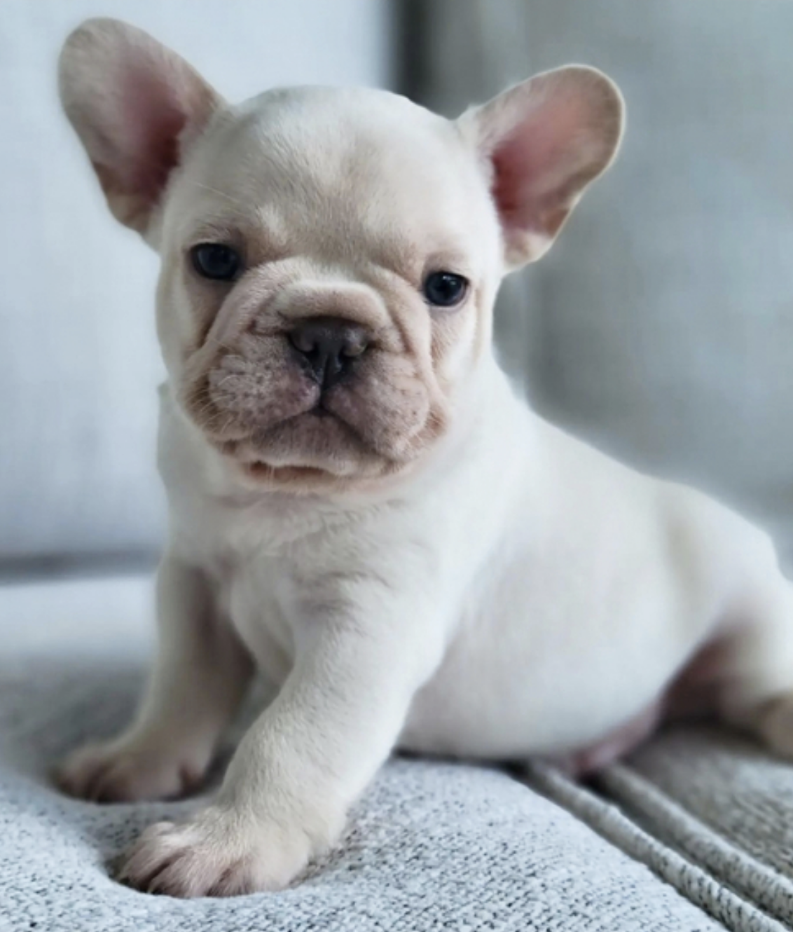 comprar cachorros sanos, baratos y asequibles para la venta